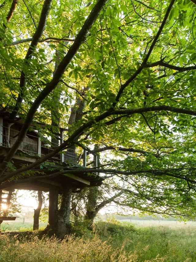 Treetop cabin