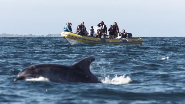 Dolphin watching boat trip in Cancale, Association Al Lark