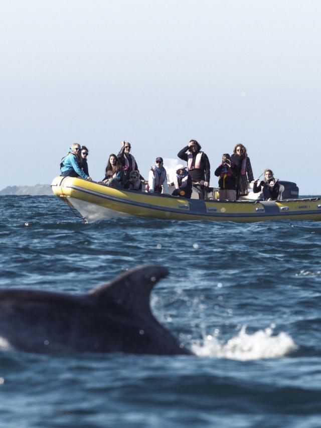 Dolphin watching boat trip in Cancale, Association Al Lark