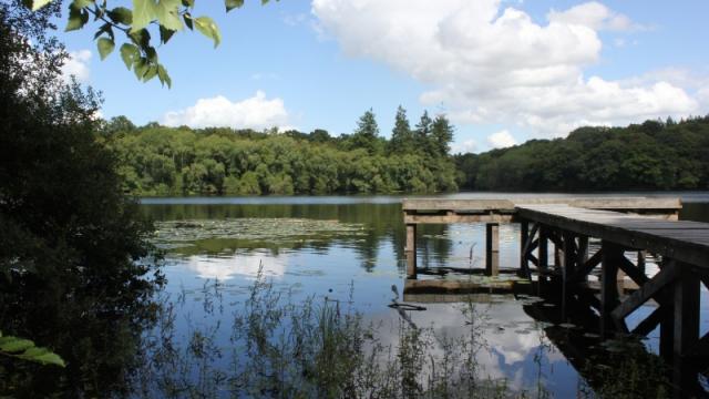 Forêt de la Corbière à Châteaubourg