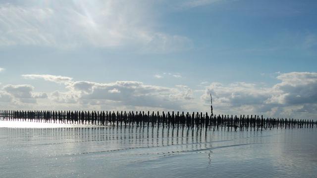 Bouchots en Baie du Mont-Saint-Michel