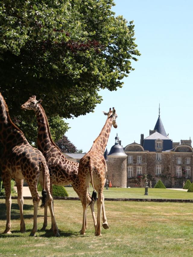 Girafes devant le château de La Bourbansais