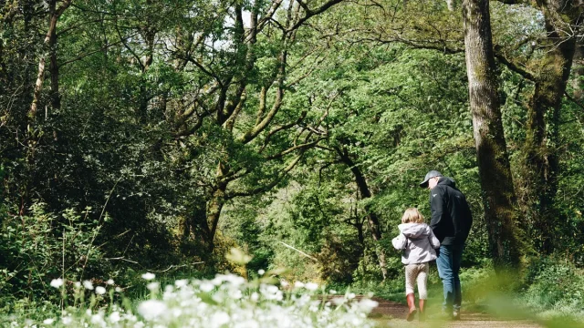 Forêt de Brocéliande
