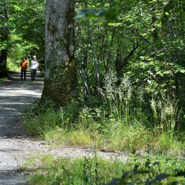 Bois De Soeuvres Vern Sur Seiche