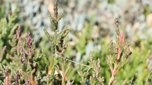 ©SMBMSM - Balade cueillette - Maison de la Baie - Le Vivier-sur-Mer